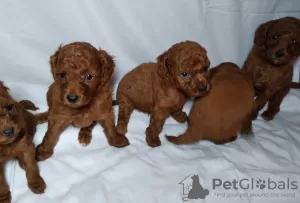 Additional photos: poodle puppies