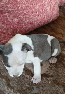 Additional photos: Blue American Staffordshire Terrier puppies