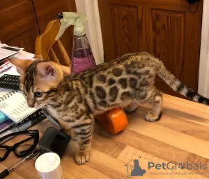 Photo №2 to announcement № 15570 for the sale of bengal cat - buy in Saudi Arabia private announcement