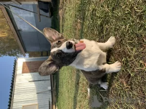 Photo №3. Cardigan Welsh Corgi puppies. Russian Federation