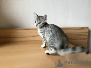 Photo №1. egyptian mau - for sale in the city of Vienna | 317$ | Announcement № 88506