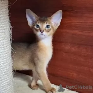 Photo №1. abyssinian cat - for sale in the city of Хильдесхайм | 780$ | Announcement № 19603