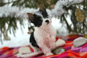 Photo №3. Beaver Yorkshire Terrier. Puppies. Russian Federation