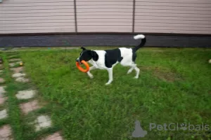 Additional photos: Bobbin-black ears. A bright, showy dog is looking for a home.