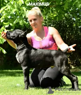 Photo №3. Cane Corso Female. Macedonia