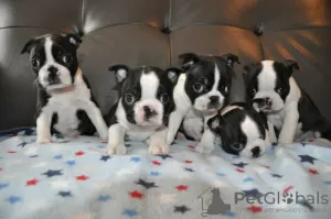 Photo №1. boston terrier - for sale in the city of St. Petersburg | 317$ | Announcement № 37090