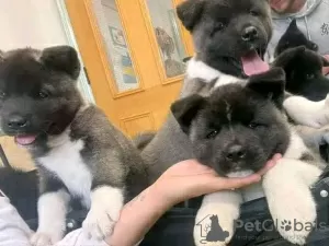 Photo №2 to announcement № 129616 for the sale of akita - buy in Germany private announcement