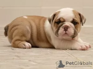 Photo №1. english bulldog - for sale in the city of Madrid de los Trillos | 317$ | Announcement № 122715