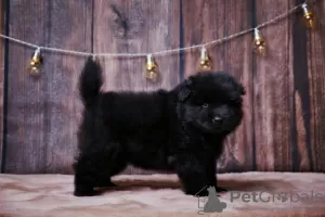 Additional photos: Eurasians (booking puppies)