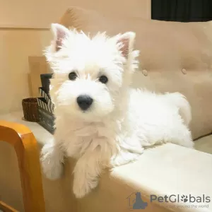 Photo №2 to announcement № 99260 for the sale of west highland white terrier - buy in Germany 