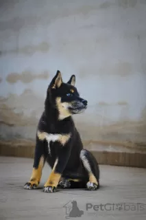 Photo №4. I will sell shiba inu in the city of Торревьеха. private announcement, breeder - price - 1374$