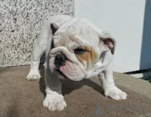 Photo №3. English Bulldog FEMALE with ZKwP/FCI pedigree after Champions. Poland