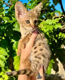 Photo №1. bengal cat - for sale in the city of Paris | negotiated | Announcement № 83202