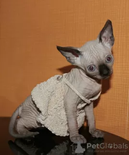 Photo №2 to announcement № 19418 for the sale of sphynx cat - buy in Israel from nursery