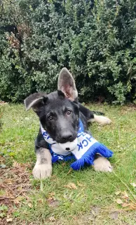 Additional photos: East European Shepherd Puppies