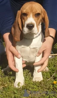 Photo №3. Beagle female for sale. Serbia