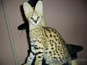 Photo №1. savannah cat - for sale in the city of Paris Creek | 2500$ | Announcement № 81258