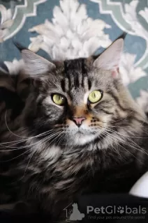 Additional photos: Maine Coon from World Champion