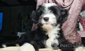 Photo №1. tibetan terrier - for sale in the city of Minsk | negotiated | Announcement № 92837