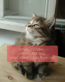 Photo №1. siberian cat - for sale in the city of Gotland | 370$ | Announcement № 11319