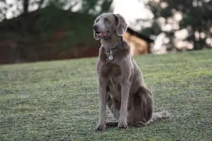 Photo №1. Mating service - breed: weimaraner. Price - 230$