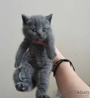 Photo №1. british shorthair - for sale in the city of Гриндельвальд | Is free | Announcement № 129222