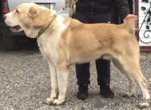 Additional photos: Selling puppies of the Central Asian Shepherd