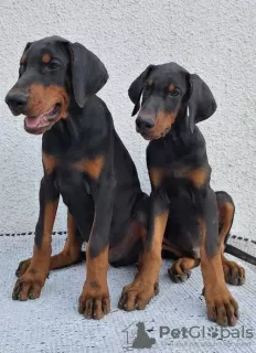 Additional photos: Doberman, top dogs