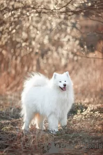 Photo №3. Samoyed, PREMIUM puppies. Belarus