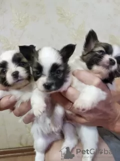 Additional photos: Papillon puppy boy