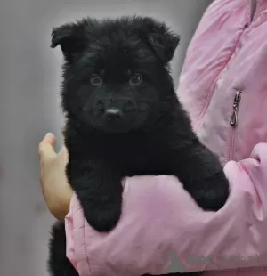 Additional photos: German shepherd puppy, black long haired boy, World Champion Descendant