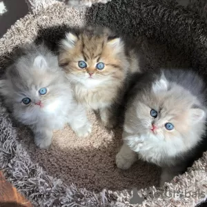 Photo №1. persian cat - for sale in the city of Berlin | negotiated | Announcement № 117749