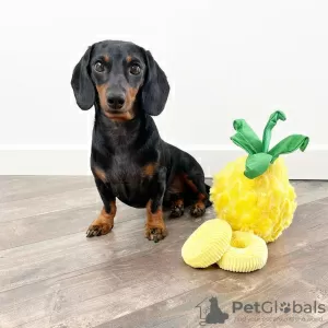 Photo №2 to announcement № 29258 for the sale of dachshund - buy in Slovakia private announcement