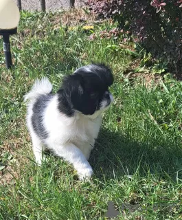 Photo №2 to announcement № 120225 for the sale of japanese chin - buy in Poland breeder