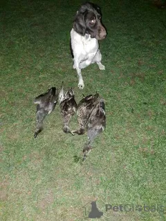 Additional photos: Small Münsterländer, puppies