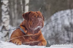 Photo №4. Mating dogue de bordeaux in Russian Federation. Announcement № 87011