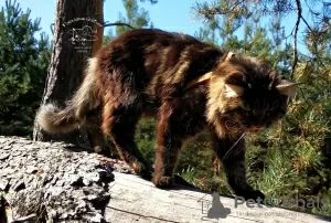 Additional photos: Maine Coon kittens