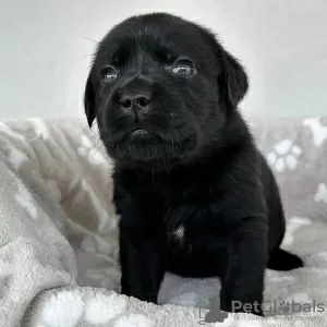 Photo №1. labrador retriever - for sale in the city of Люксембург | negotiated | Announcement № 96435