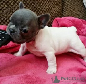 Photo №2 to announcement № 64580 for the sale of french bulldog - buy in Germany 