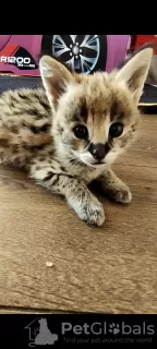 Additional photos: Serval kittens