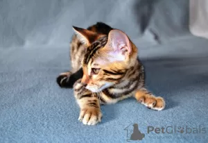 Additional photos: Bengal cats for sale for breeding