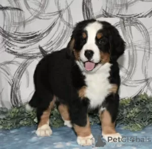 Photo №2 to announcement № 103927 for the sale of bernese mountain dog - buy in Cyprus from the shelter, breeder