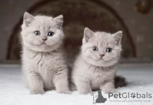 Photo №1. british shorthair - for sale in the city of Васа | Is free | Announcement № 130640