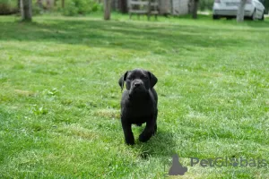 Photo №4. I will sell english mastiff in the city of Belgrade. private announcement - price - 845$