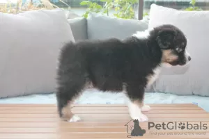 Photo №1. australian shepherd - for sale in the city of Афины | Is free | Announcement № 125333