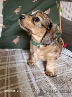 Additional photos: long-haired miniature dachshund