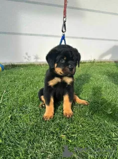 Additional photos: Rottweiler puppies