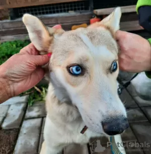 Photo №3. The cutest miracle dog. Russian Federation