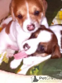 Additional photos: Jack Russell red and white boy and tricolor girl