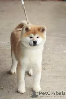 Additional photos: Akita Inu